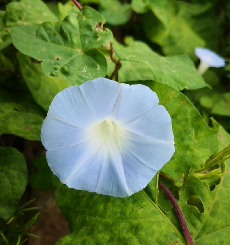 牵牛花好养吗？牵牛花养殖方法和养护要点是什么？