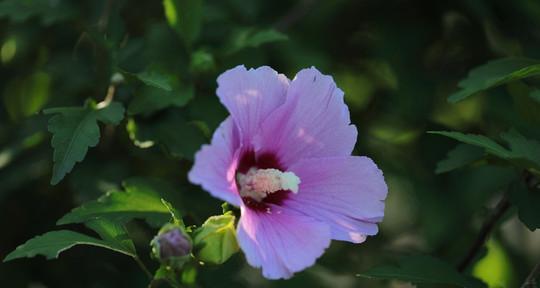 木槿花冬天开花吗？木槿花冬季开花条件和养护方法是什么？