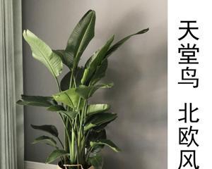 净化甲醛的植物有哪些？哪些植物可以净化甲醛？