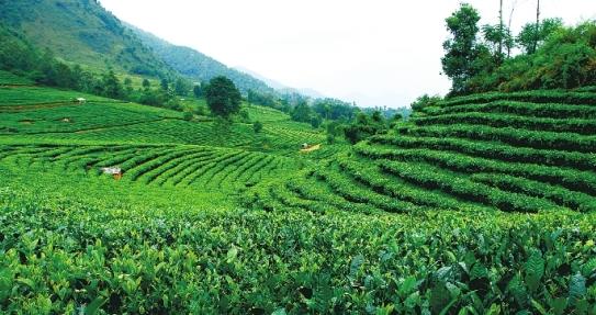 普洱茶原产地在哪里？普洱茶的产地和原产地环境是什么？