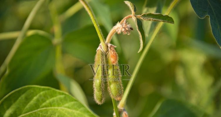 大豆是植物吗？大豆属于什么类型的植物？