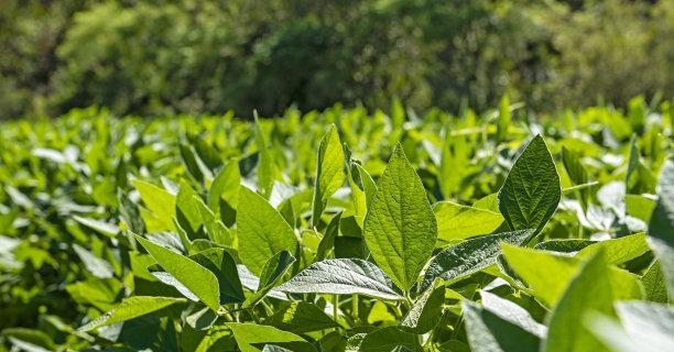 大豆是植物吗？大豆属于什么类型的植物？