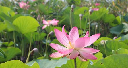 莲花有几种颜色？莲花的不同颜色有哪些？