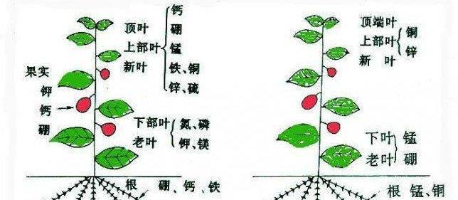 仙人指不开花怎么回事？仙人指不开花的原因和处理方法是什么？