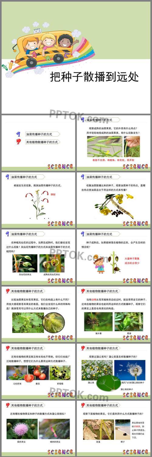 马齿苋种子多久发芽？马齿苋种子播种时间和发芽时间是什么？