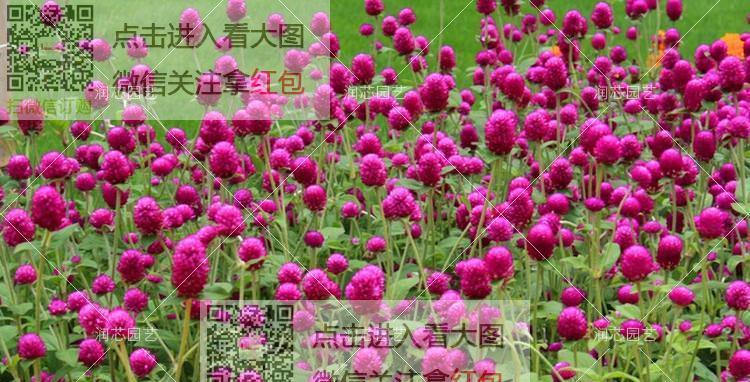 红花种植条件和环境要求是什么？红花适合种植在什么地方？