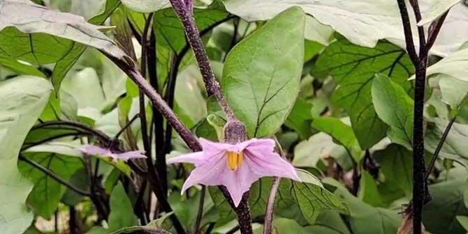 茄子是双子叶植物吗？茄子的植物分类是什么？