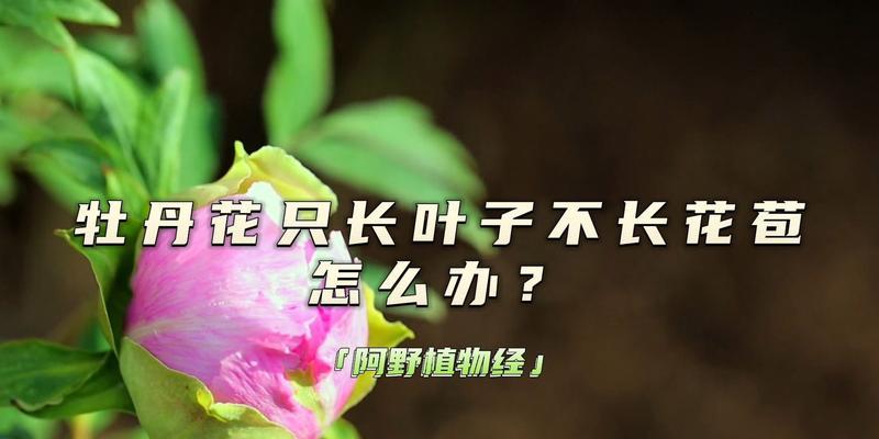 牡丹花叶子有黑斑怎么回事？牡丹花叶子有黑斑的原因和处理方法是什么？