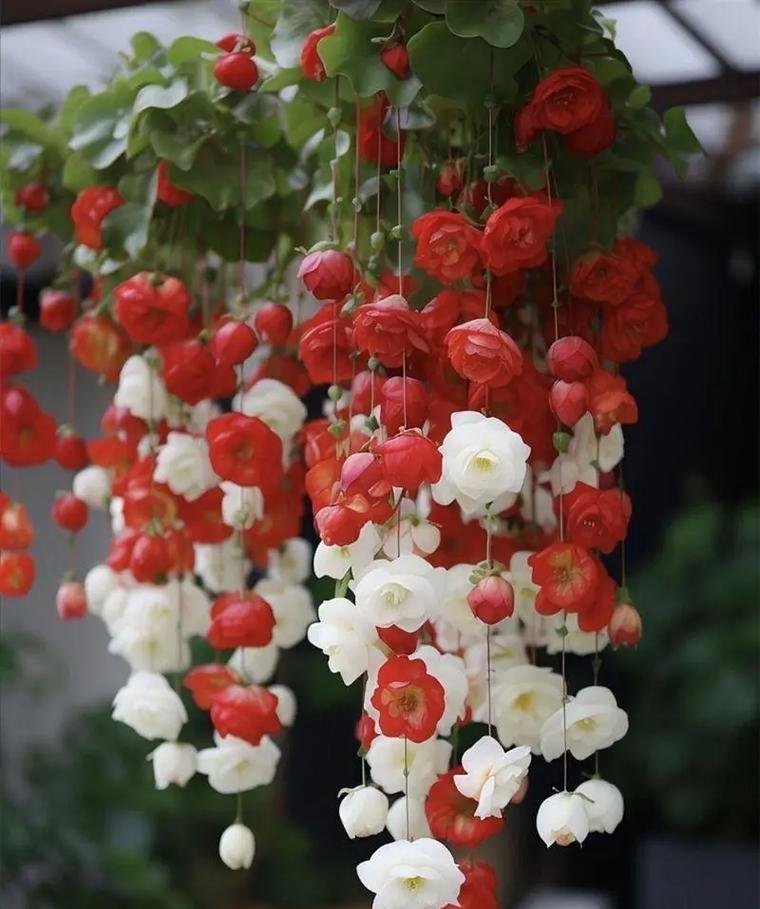 东北庭院适合种植哪些最佳驱蚊花草？