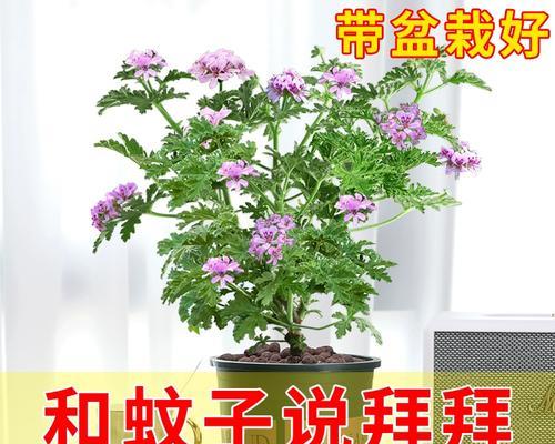 东北庭院适合种植哪些最佳驱蚊花草？