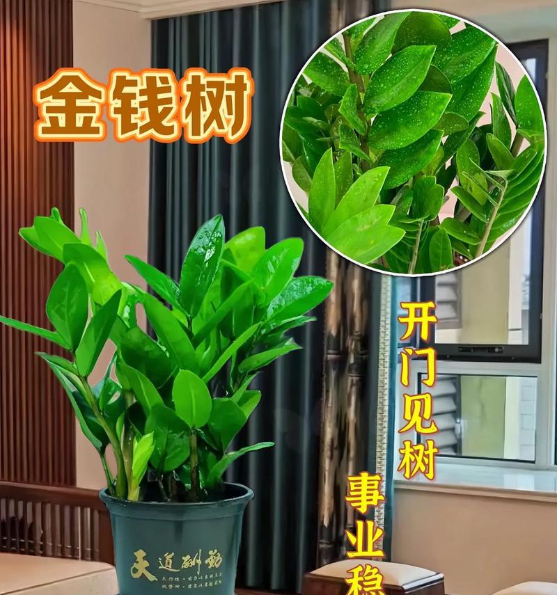 摇钱树种植需要多大的花盆？