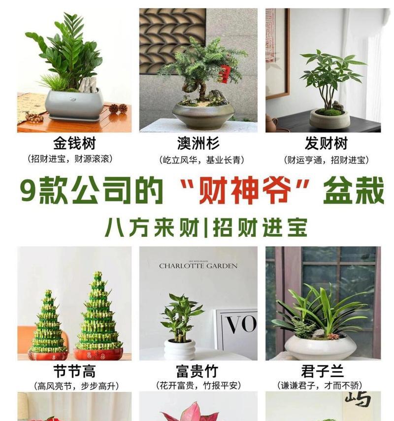 摇钱树种植需要多大的花盆？