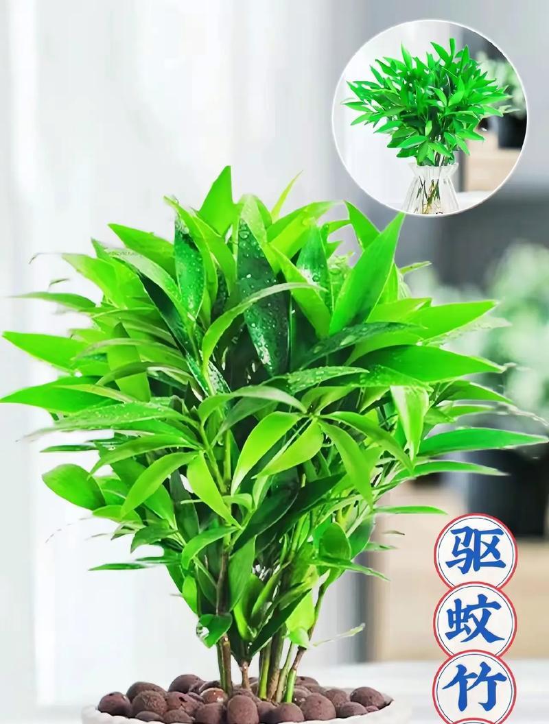 哪些植物能有效防蚊虫？