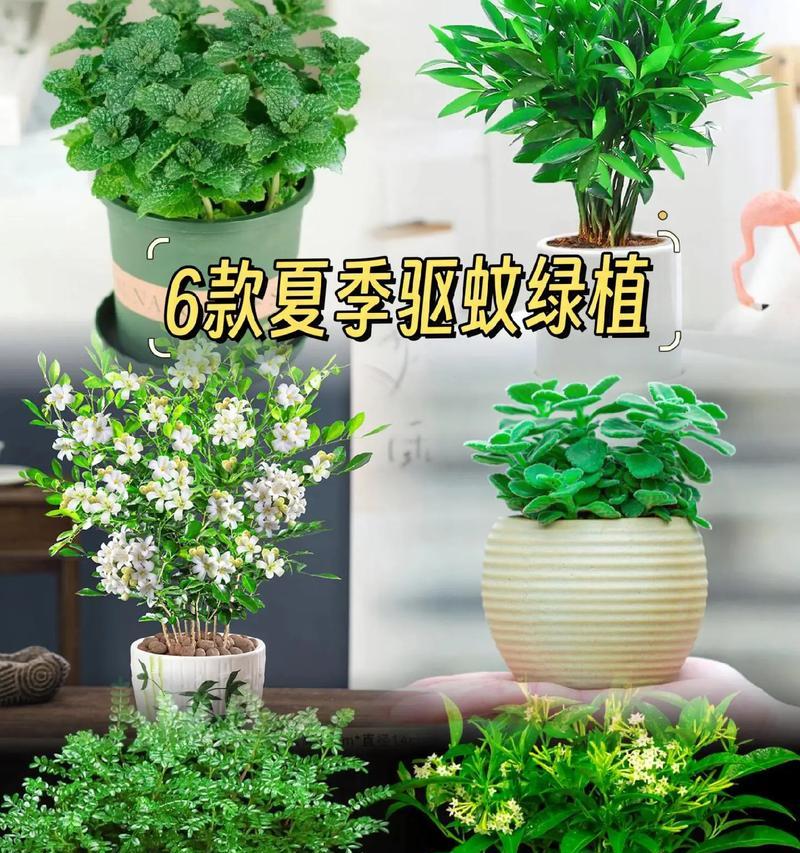 哪些植物能有效防蚊虫？