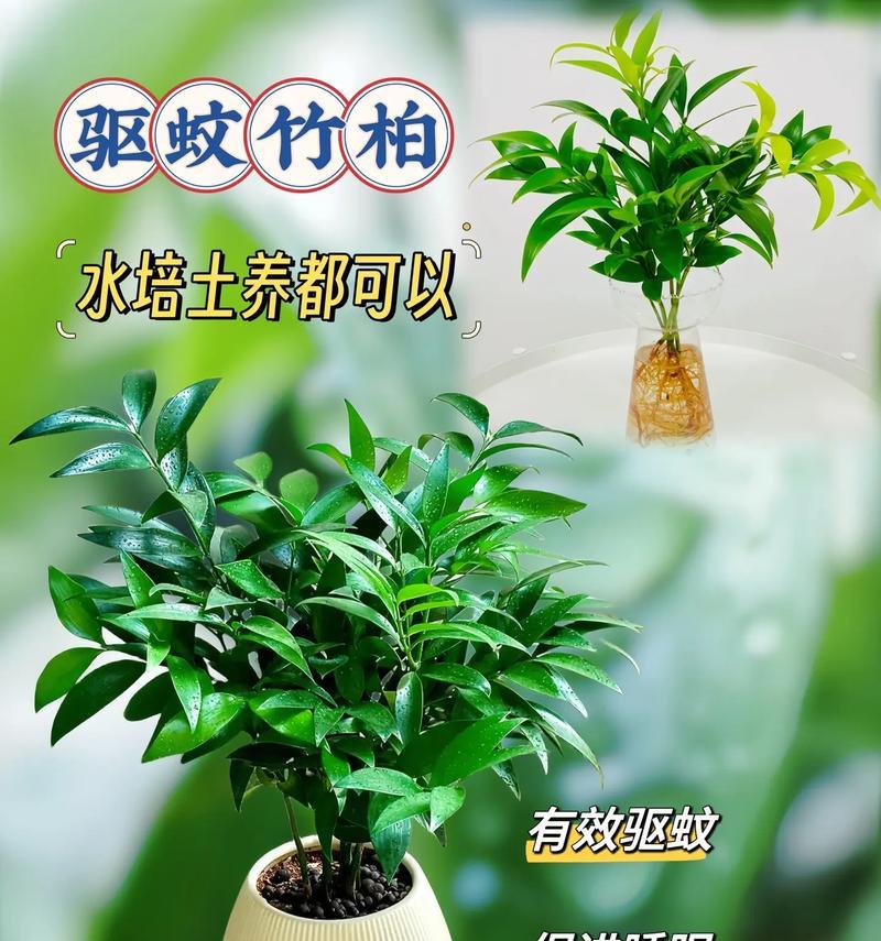 哪些植物能有效防蚊虫？