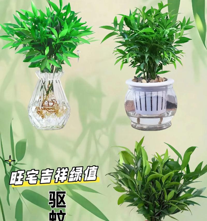 哪些喜阴植物既美观又能驱蚊？