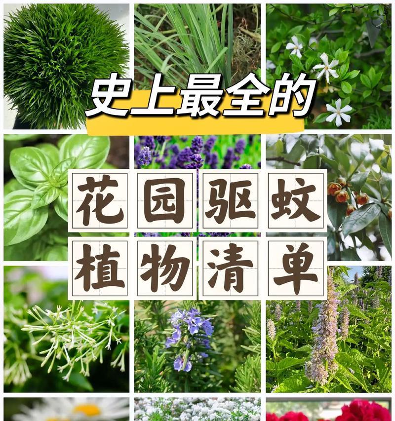 哪些喜阴植物既美观又能驱蚊？