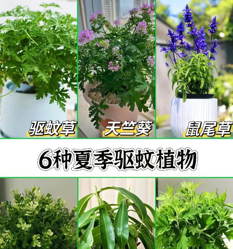 夏天驱蚊花草有哪些？它们的作用是什么？