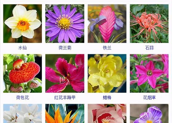 怎样辨别花草品种？花草品种信息从何获取？