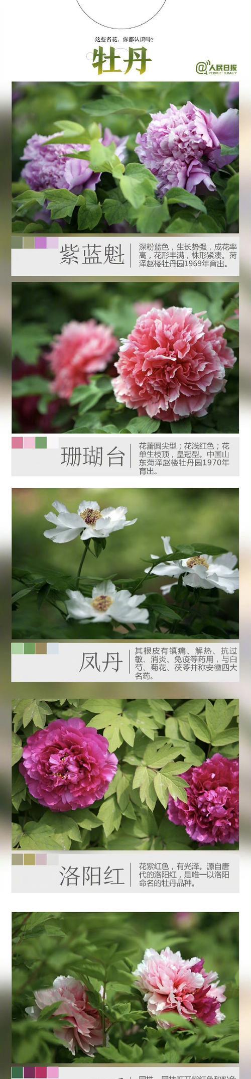 怎样辨别花草品种？花草品种信息从何获取？