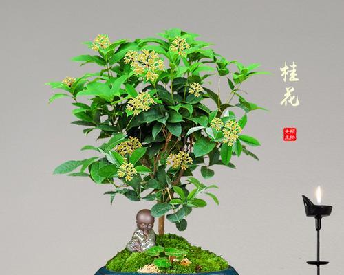 狮山花卉绿植盆栽兼职招聘条件是什么？工作内容有哪些？