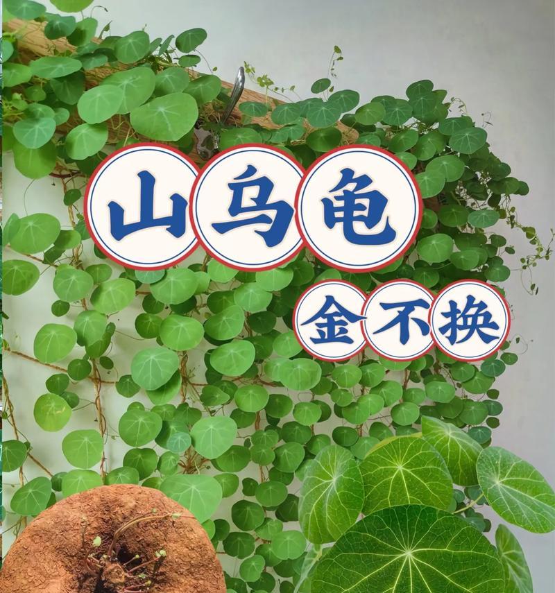 耐旱爬藤植物品种推荐？它们的养护要点是什么？