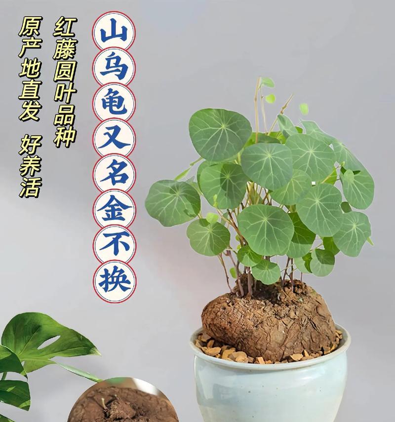 耐旱爬藤植物品种推荐？它们的养护要点是什么？