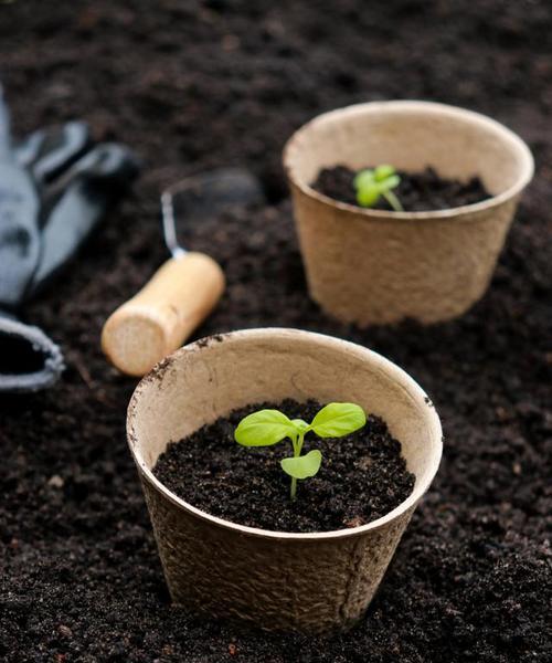 花盆中黑色圆形物体是什么？是否对植物有害？