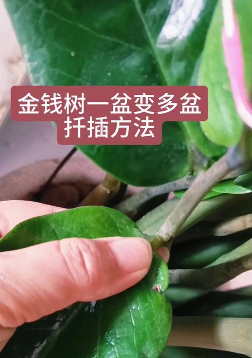 摇钱树如何正确栽种到花盆中？