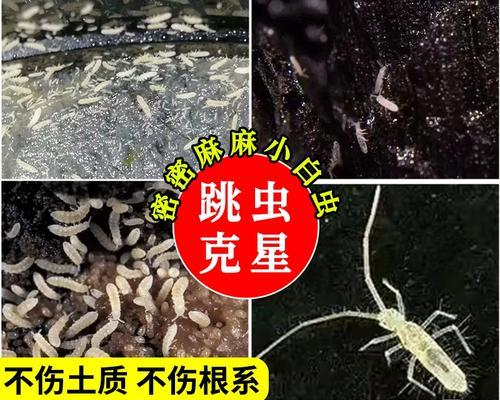 花盆土里的小白虫会蹦是什么？如何解决？