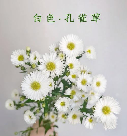 孔雀草插花盆怎么好看又简单？有哪些技巧？