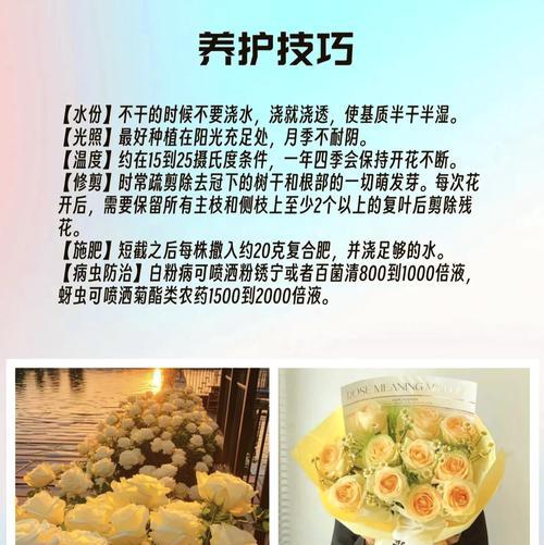 香槟晕染玫瑰花语代表什么？如何用它表达特殊情感？