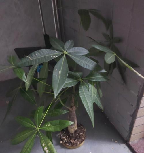 花盆掉漆后如何处理？怎样才能让花盆恢复原貌？