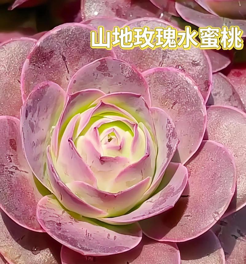 多肉植物双色玫瑰的养护方法是什么？