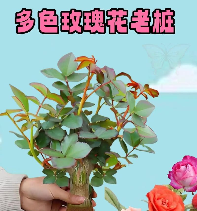 多肉植物双色玫瑰的养护方法是什么？