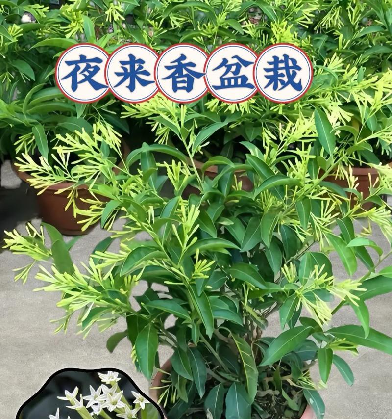 夏天驱蚊花草有哪些最佳品种？