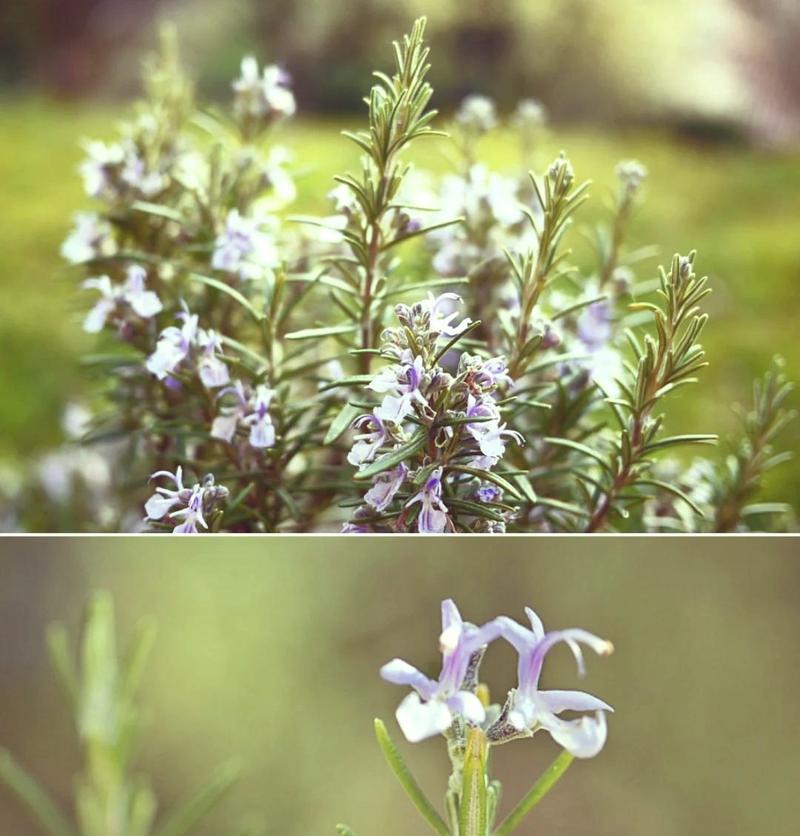 夏天驱蚊花草有哪些最佳品种？