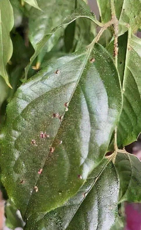 花土里的虫卵怎么处理？它们对植物有什么影响？