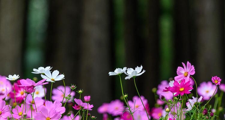 什么花代表喜欢？如何用花卉表达爱意？