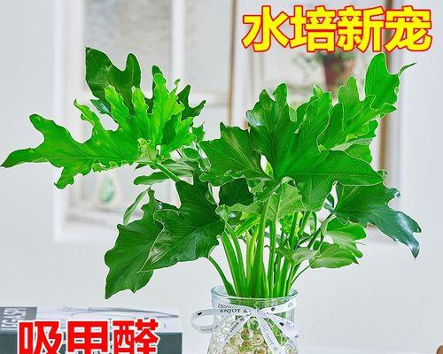 什么花象征新生和希望？新生的花朵有哪些？