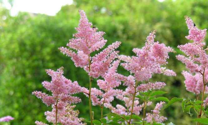 什么花象征虚心？虚心花的种类和含义是什么？