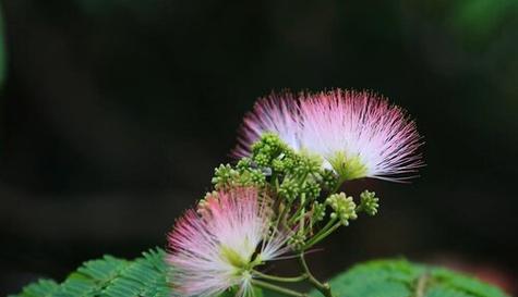 什么花代表一生一世？揭秘永恒爱情的花卉象征