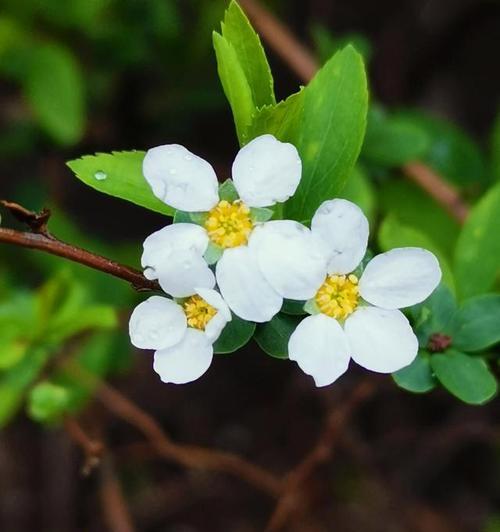 什么花代表着自爱？花语中表达爱自己的花有哪些？