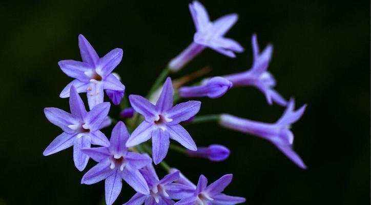 什么花的花语代表傲娇？傲娇花语的花有哪些？