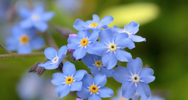 什么花的花语代表不要忘记我？如何用花表达深情？