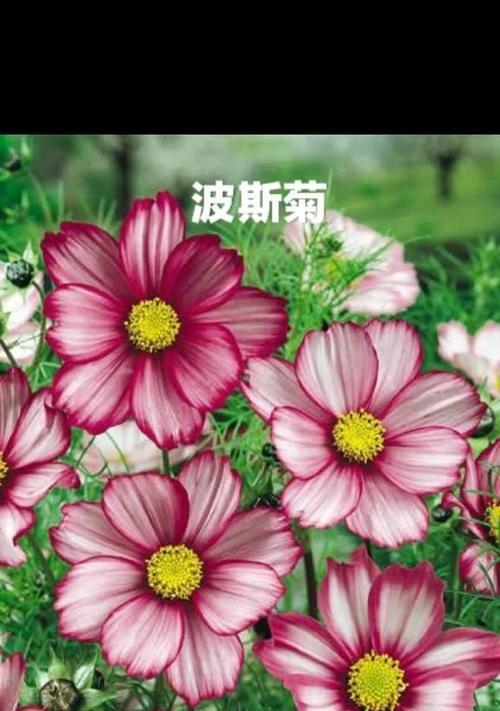 什么花代表着初见的花语是什么？