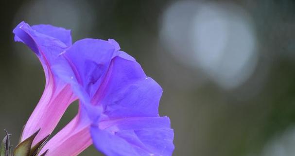 什么花代表错过？揭秘花语背后的含义？