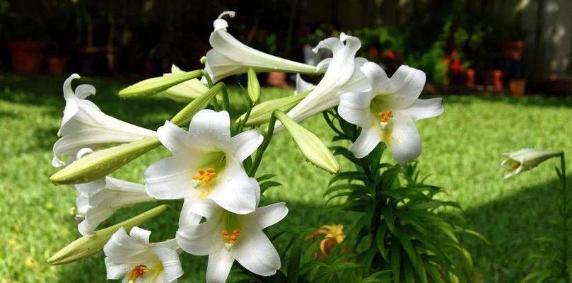 什么花的花语代表单身？了解单身花语的含义是什么？