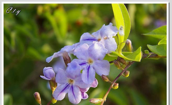 什么花代表胆小懦弱？花语中胆小懦弱的花有哪些？