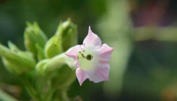 什么花代表等我？花语中等待的花朵有哪些？